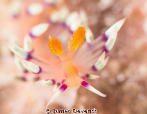 Flabellina exoptata by James Deverich 